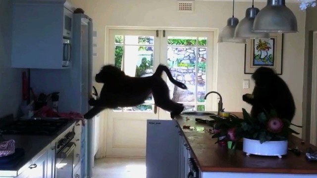 Gangsta Baboons Break Into House And Tear That the place up !