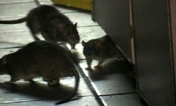 Rats Entered Corpses Through Vagina And Anus At D.C. Hospital, Ex-Worker Says