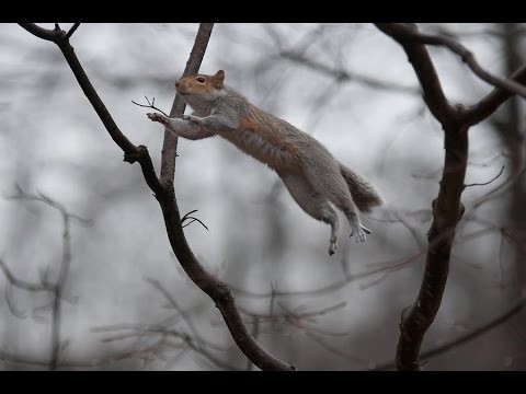 Squirrel Misses the Branch