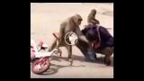 gangsta monkey steals cigarette from man and kicks him