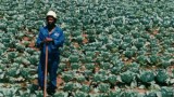 Black Farmers Shut Out Of $10 Billion Legal Marijuana Business