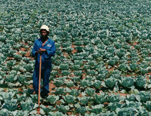 Black Farmers Shut Out Of $10 Billion Legal Marijuana Business